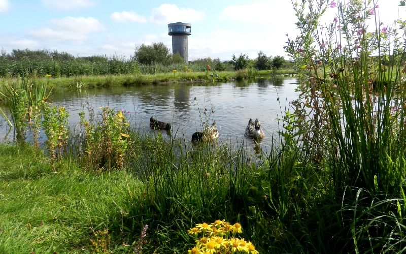 Tralee Bay Wetlands Kerry