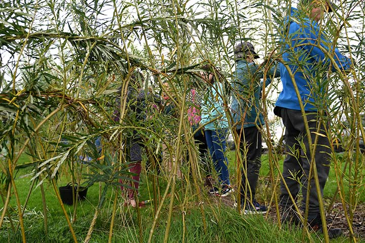 Living Willow Fence Tralee Bay Wetlands