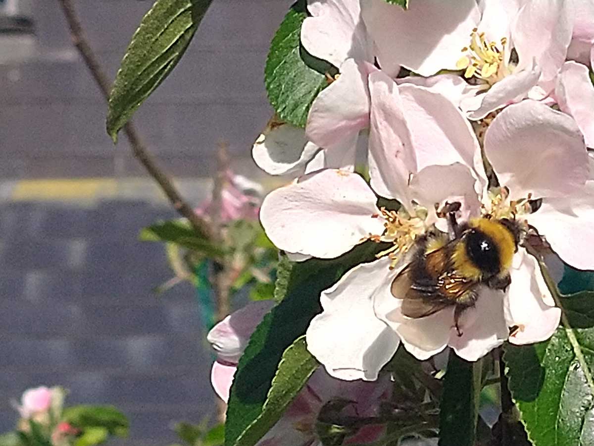 apple blosssom and bee